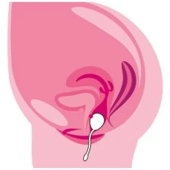 Training Pleasure Balls RC Love Ball 15 Training Pleasure Balls RC Love Ball -Sexspielzeug training pleasure balls rc love ball8